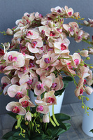 gumowy storczyk w białej donicy, Mediolan Celentano Granada, wys.118cm 