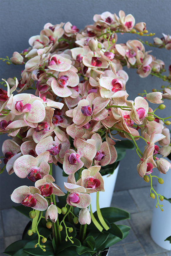 gumowy storczyk w białej donicy, Mediolan Celentano Granada, wys.118cm 