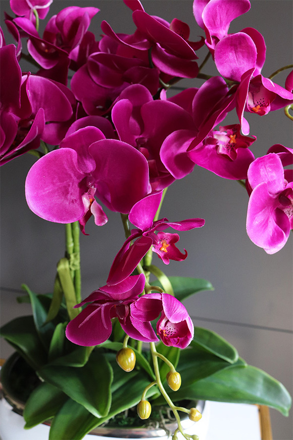 Fuksja Befena, storczyk w donicy glamour