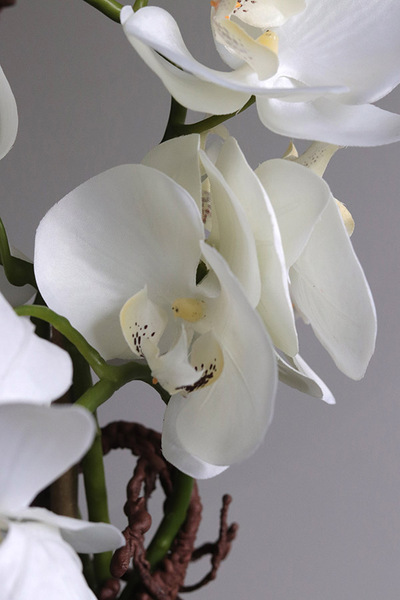 Glassier Como 2, sztuczny storczyk w szklanej tubie