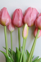 April Nova, bukiet tulipan silikonowy Różowy