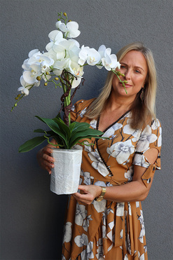 Conrado Desu Mini Saute, storczyk w stretchu do obsadzenia, wys.60cm 