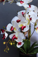 Herreta Nettera, gumowy storczyk w czarnej donicy