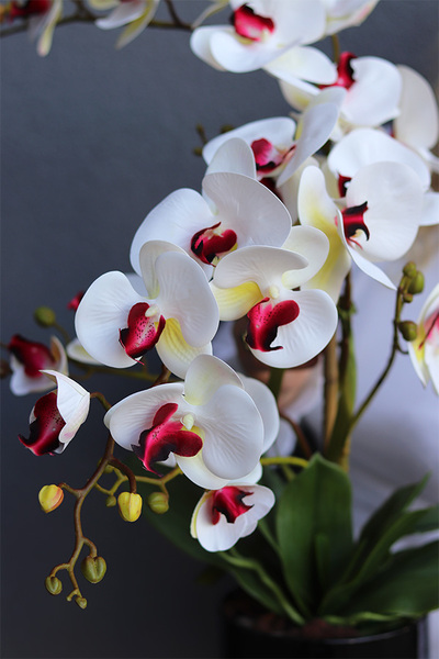 Herreta Nettera, gumowy storczyk w czarnej donicy