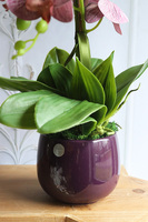 Nemia Hermana, fioletowy gumowy storczyk w doniczce