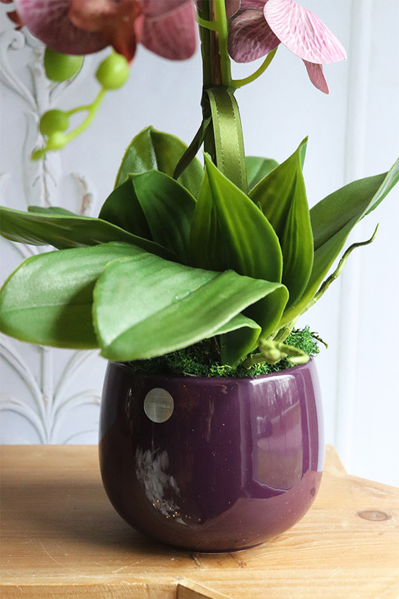 Nemia Hermana, fioletowy gumowy storczyk w doniczce