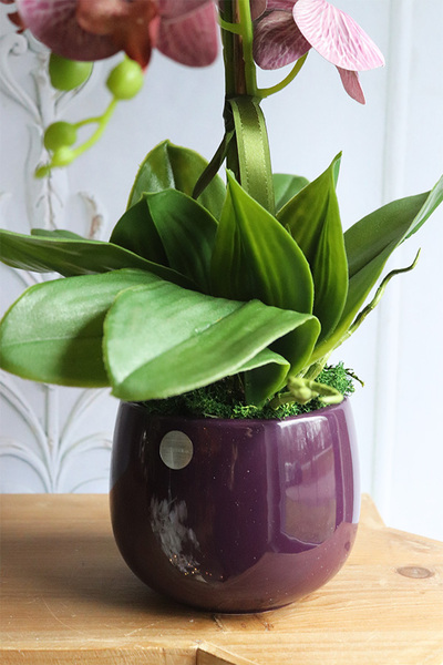 Nemia Hermana, fioletowy gumowy storczyk w doniczce