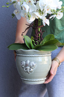 Luise, elegancki storczyk w szarej donicy