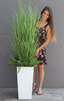 Anna Modern White 2, kompozycja z traw w dłutowanej donicy, wys.160cm