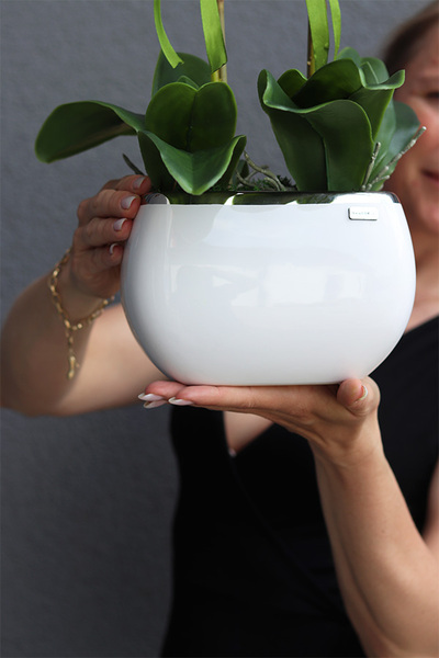 Glamour Felinato, fioletowy gumowy storczyk,wys.60cm 