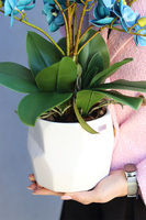 Turkuserra, niebieski storczyk w białej doniczce