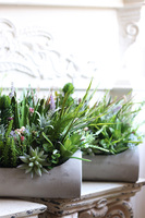 kompozycja sukulenty w długiej donicy, Hektor Modenato