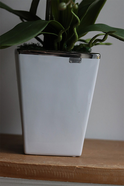 Bakłażanowy Purple, fioletowy storczyk w donicy