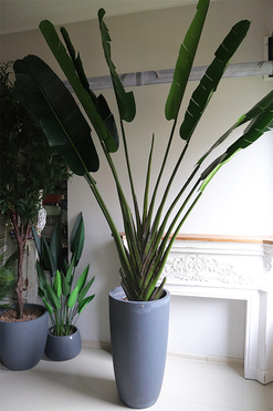 Bananowiec Concrete, sztuczna roślina w donicy, wys.255cm