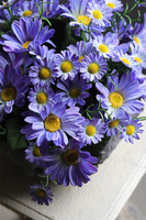 Volcan Blue, fioletowo-niebieskie kwiaty w ciężkim naczyniu