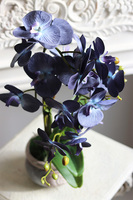 Bluema, granatowy storczyk w donicy vintage