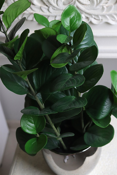 Zamiokulkas Moon, sztuczna roślina w doniczce