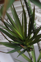 Dracena, wysokiej jakości sztuczna roślina