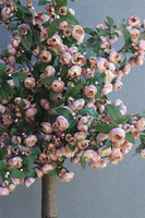 Słodka Kraina Fiberglass, sztuczne drzewko kwitnące w donicy