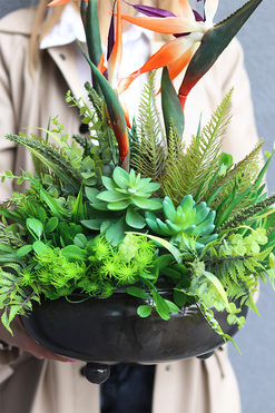 Strelicja Czerń, egzotyczna kompozycja w misie, wys.55cm