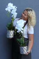 elegancki storczyk w srebrnej donicy Silvebia, 1 szt., wys.57cm