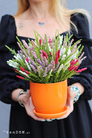 Wrzosy Pomerania, jesienna kompozycja z wrzosów