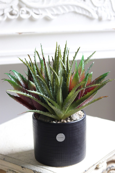 Aloes Black Modern, sukulenty w czarnej donicy