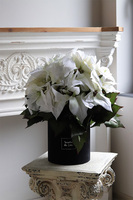 Gwiazda Betlejemska Biel, flowerbox zimowy, czarny welur