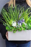 Jedona 2, kompozycja sukulenty w betonowej donicy