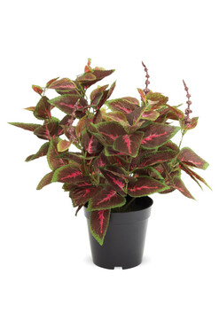 Koleus / Pokrzywka B, sztuczna roślina w osłonce / donicy, wym.36x25x25cm