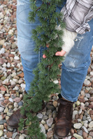 Modrzewiowa, zielona girlanda zimowa