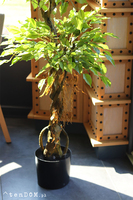 Fikus Benjamin D, sztuczna roślina w doniczce