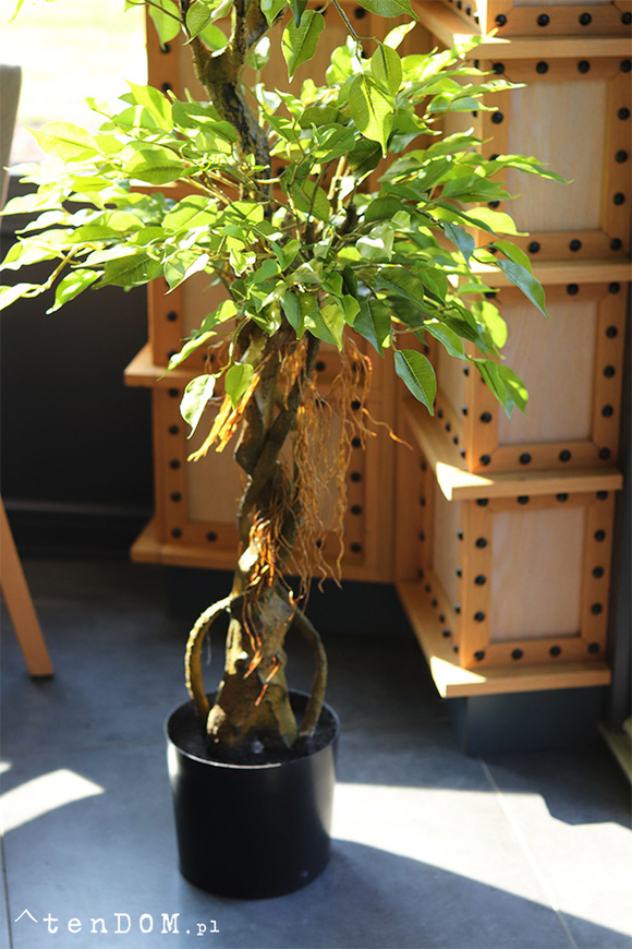 Fikus Benjamin D, sztuczna roślina w doniczce