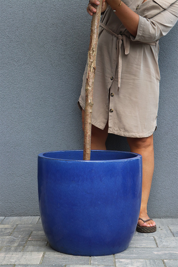 Oliwka Ares Blue, sztuczne drzewko w kobaltowej donicy