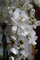 Biała Kromena, sztuczny storczyk w białej donicy, wys.94cm 