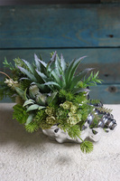 Ocean World, kompozycja marynistyczna w muszli sukulenty