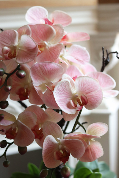 Laos Lukullus, różowy gumowy storczyk