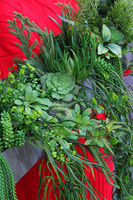 Longia Suculentas Steel, sukulenty w stalowej donicy