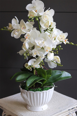 White Embassy, nowoczesny storczyk w ceramicznym pucharze, wys.56cm