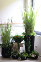 Green Terrance Piano, kompozycja sukulenty w okrągłej donicy