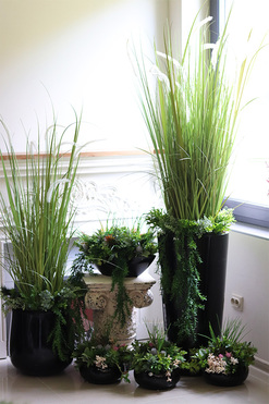 Green Terrance  Piano, kompozycja sukulenty w okrągłej donicy, wym.33x30cm 