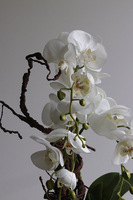 Glassier Como 2, sztuczny storczyk w szklanej tubie