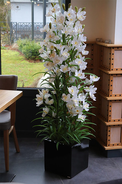 Ambasador Fiberglass Cymbydium, sztuczny storczyk w czarnej donicy, wys.155cm