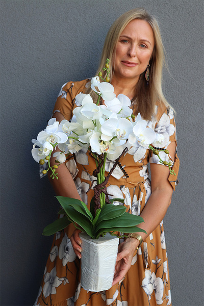 Conrado Desu Mini Saute, storczyk w stretchu do obsadzenia, wys.60cm