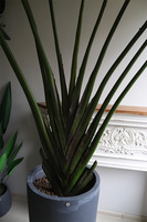 Bananowiec Concrete, sztuczna roślina w donicy