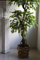 Fikus Benjamin Domingo, sztuczna roślina w złotej donicy