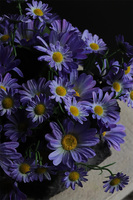 Volcan Blue, fioletowo-niebieskie kwiaty w ciężkim naczyniu