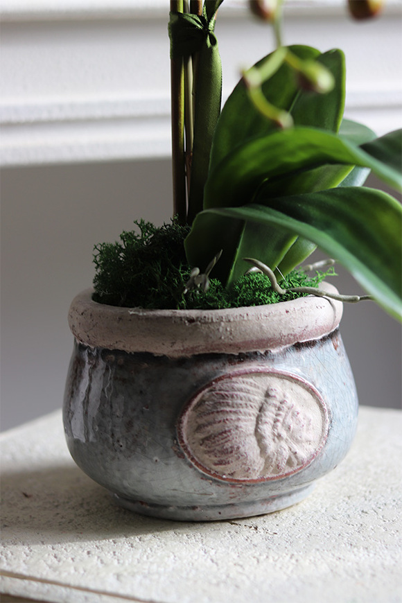 Bluema, granatowy storczyk w donicy vintage