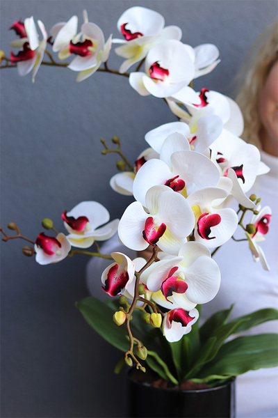 Herreta Nettera, gumowy storczyk w czarnej donicy