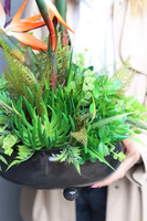 Strelicja Czerń, egzotyczna kompozycja w misie